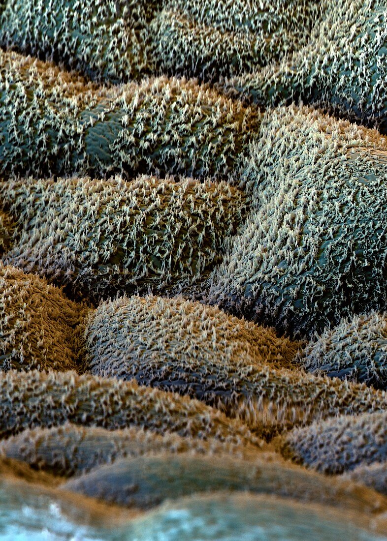Flax leaf surface,SEM