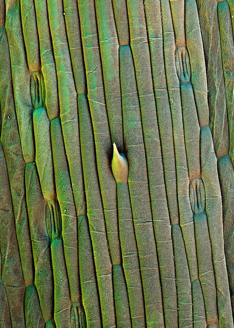 Grass trichome and stomata,SEM