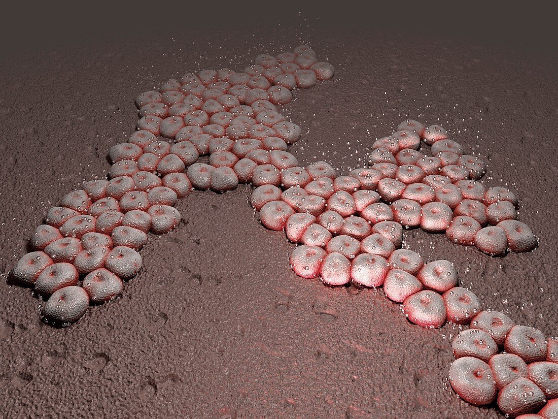Acinetobacter baumannii bacteria,artwork