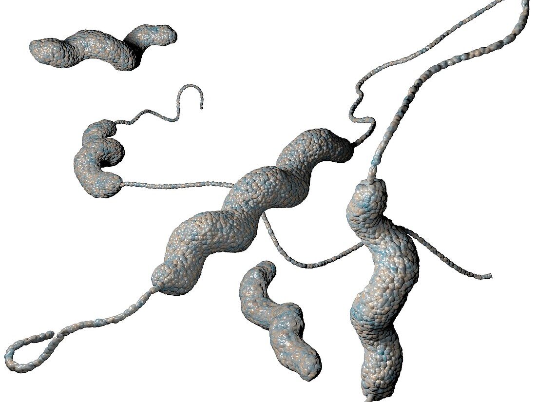 Campylobacter jejuni bacteria,artwork