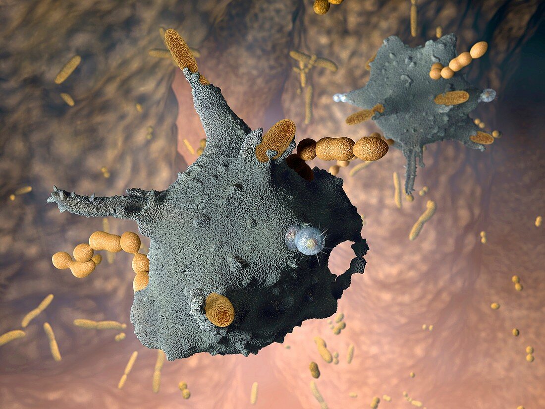 Macrophages attacking bacteria,artwork