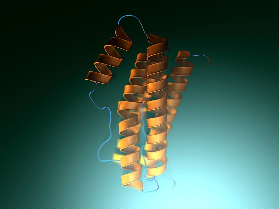 Interleukin-6 molecular model