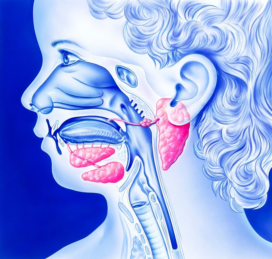 Mumps and salivary glands,artwork