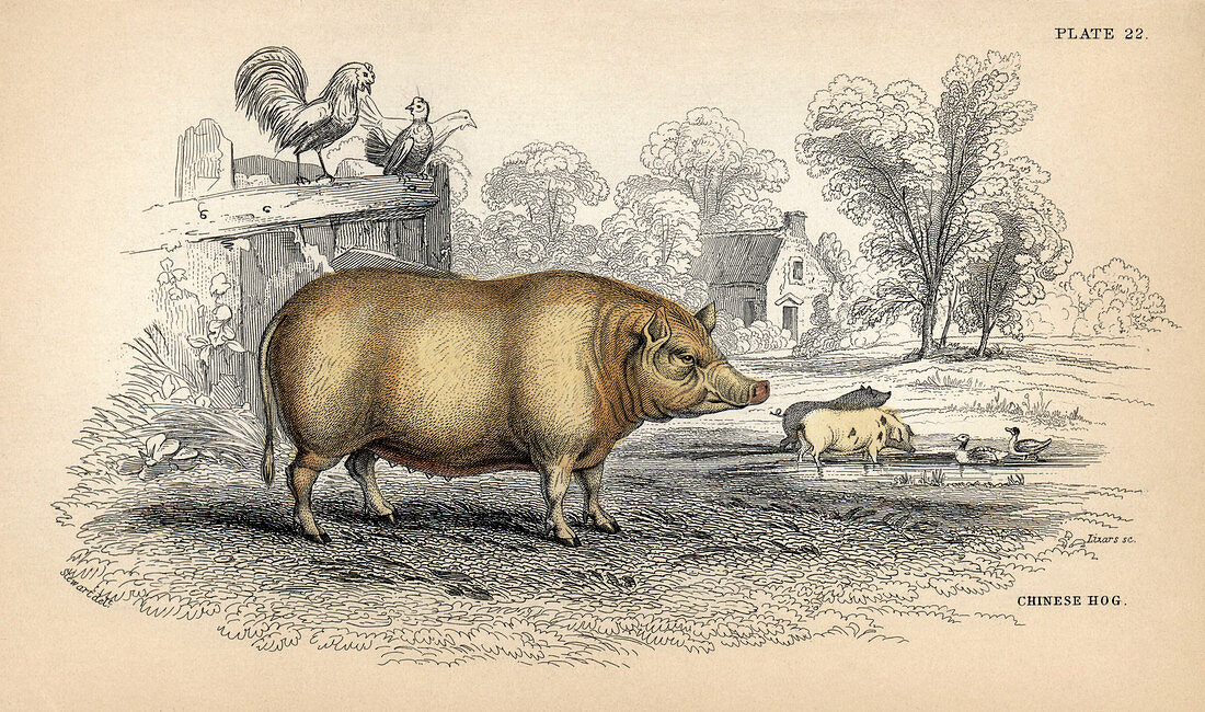 Chinese hog,19th-century artwork