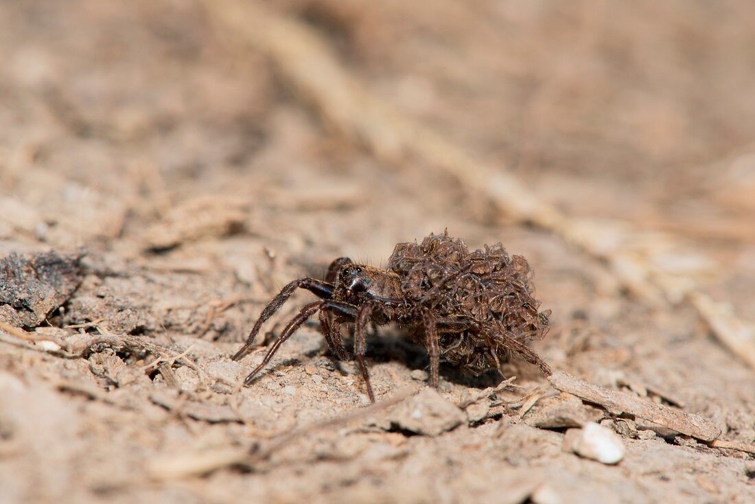 Wolf spider carrying spiderlings
