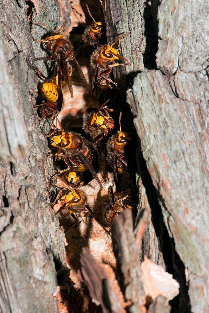 European hornets guarding nest