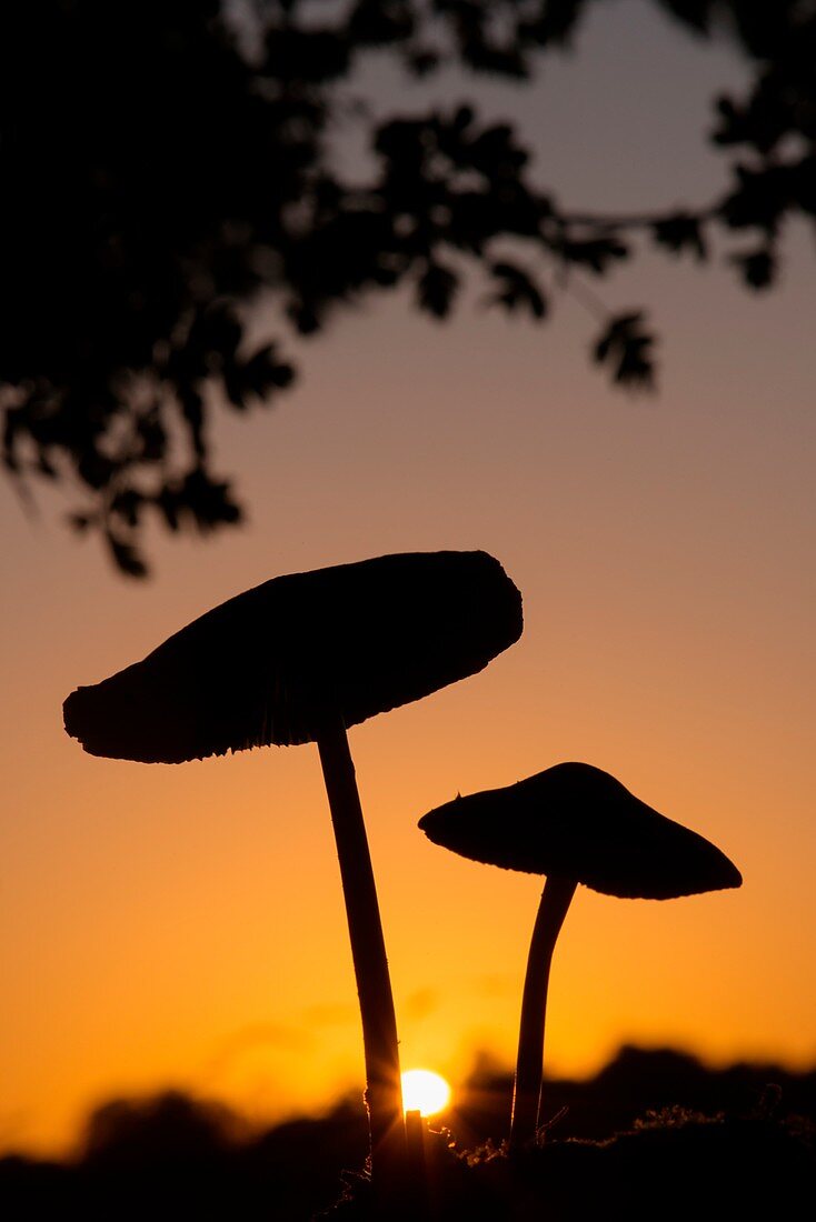 Toadstools at sunset