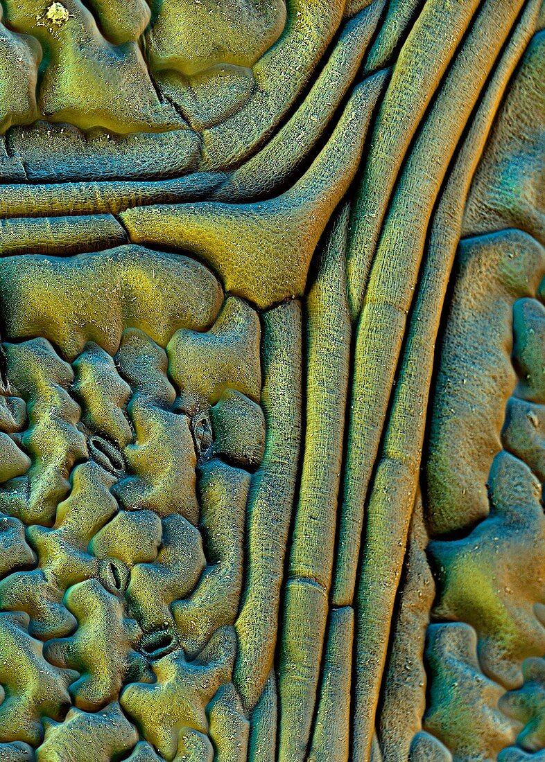 Nasturtium leaf surface,SEM
