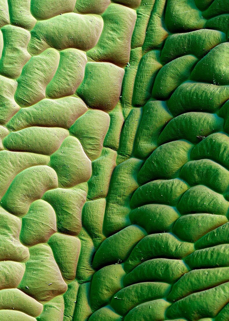 Poppy leaf surface,SEM