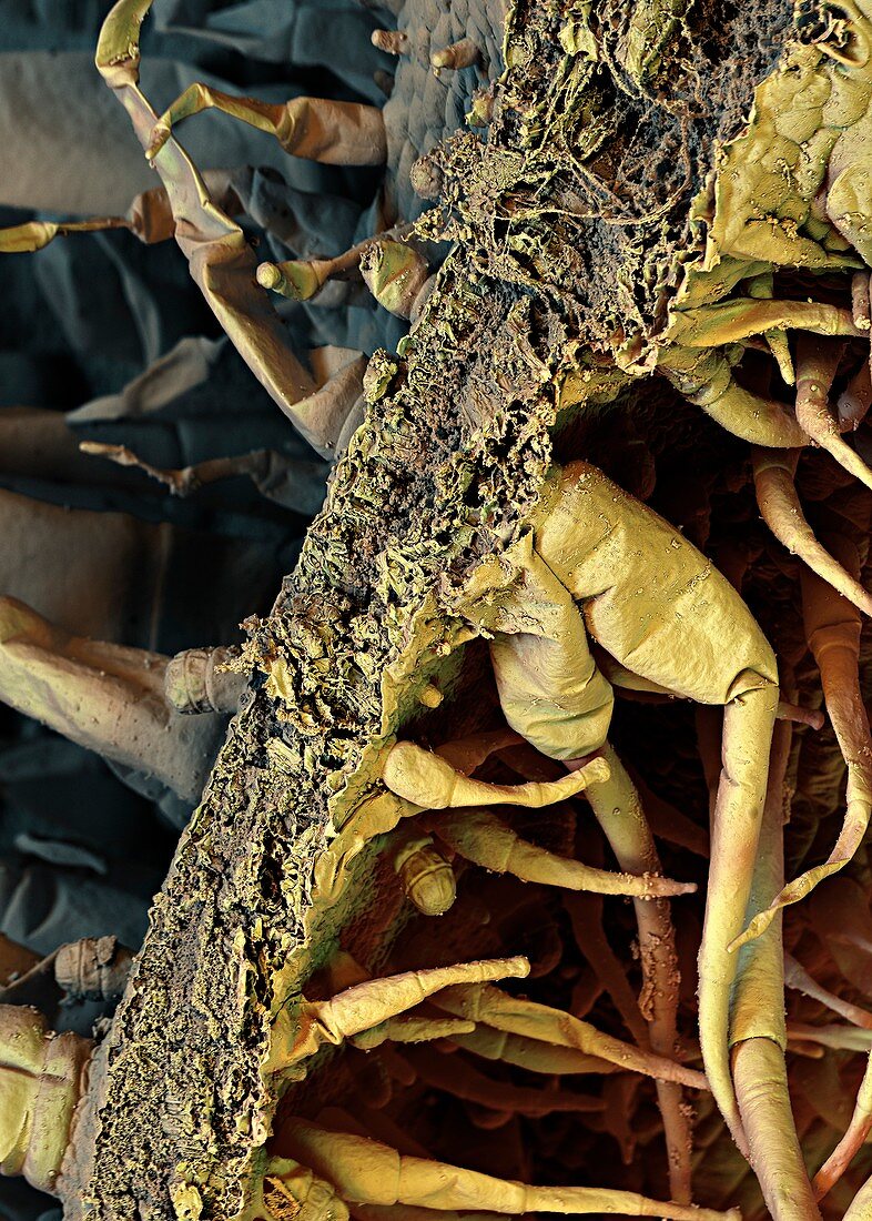 Tobacco leaf,SEM