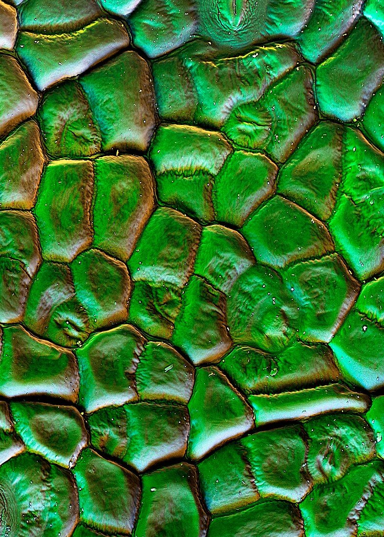 Sugar beet leaf surface,SEM