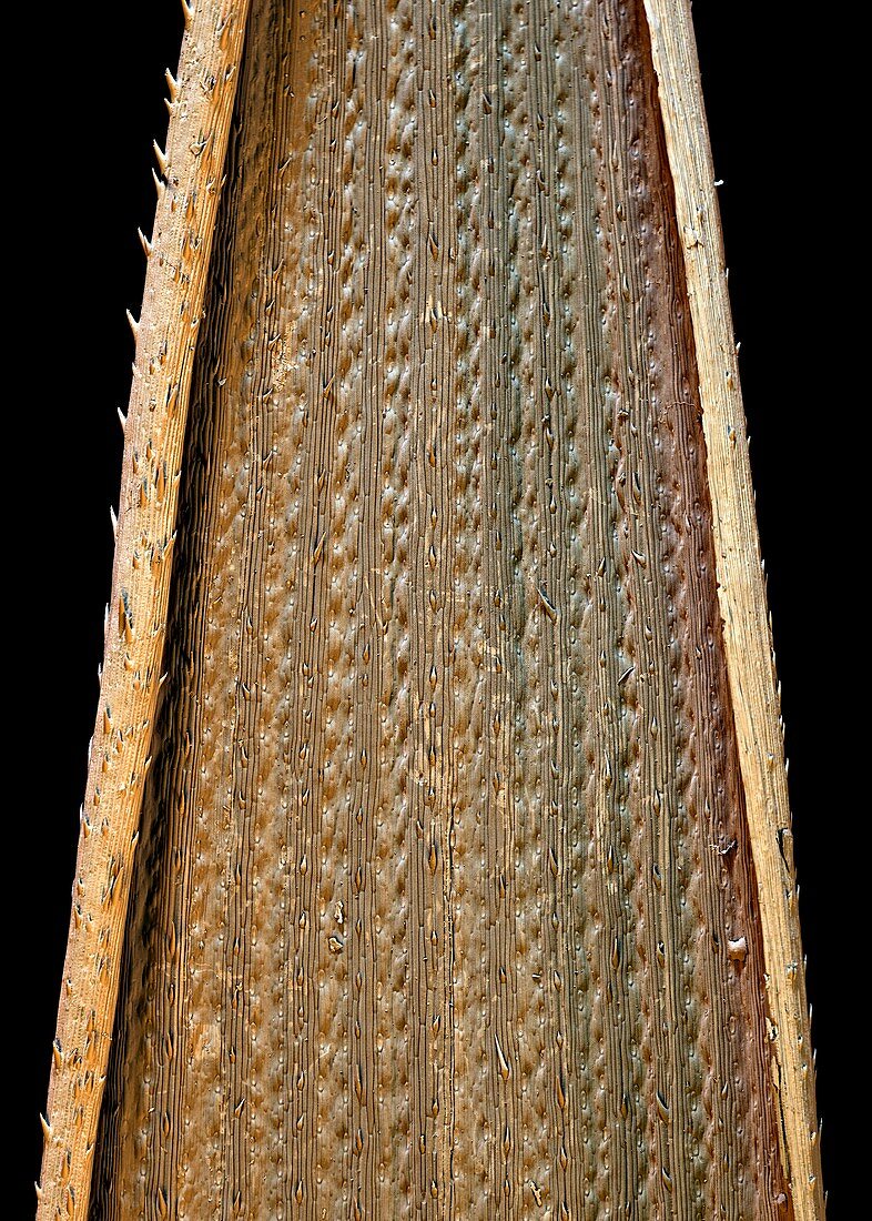 Wheat leaf,SEM