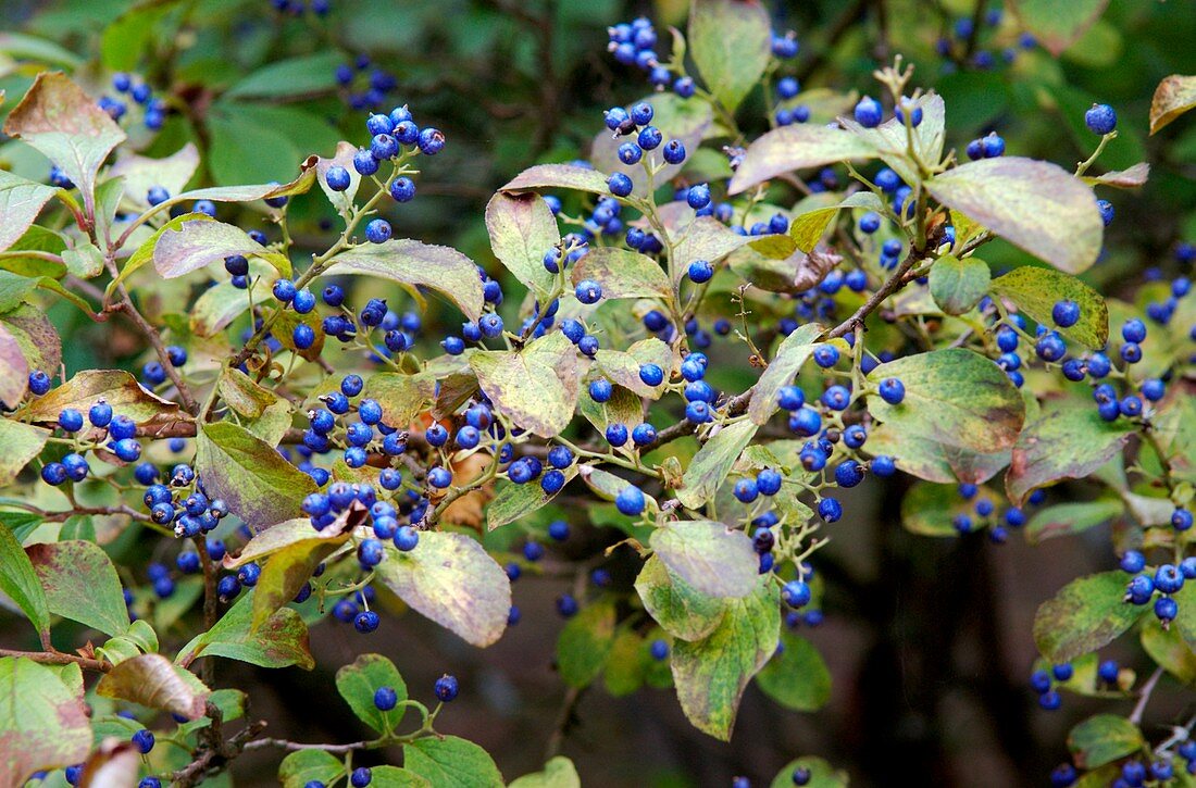 Sapphire berries (Symplocos paniculata )