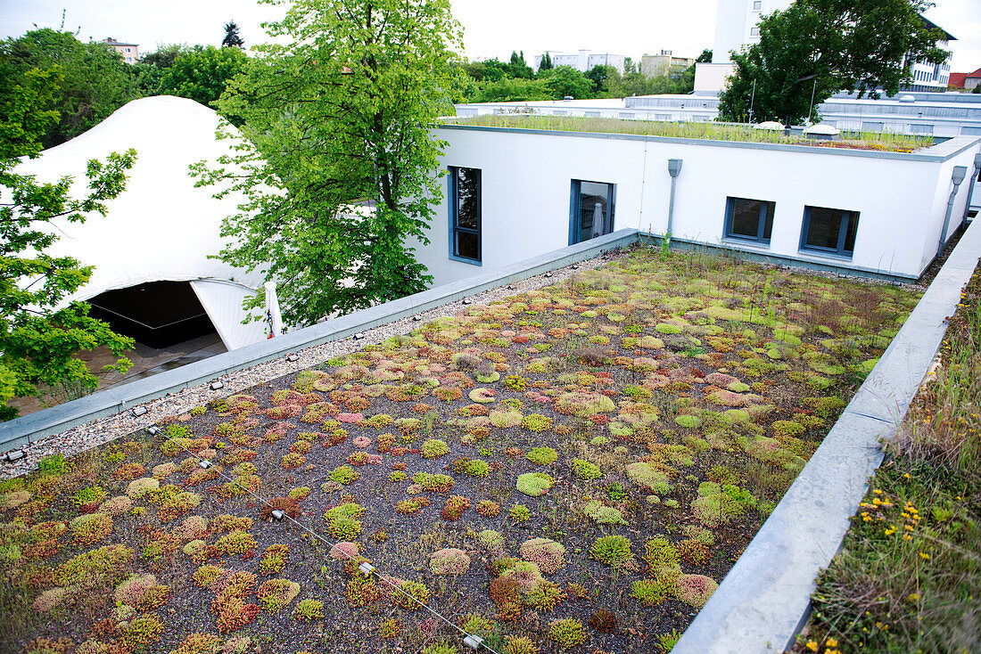 Stonecrop-planted green roof