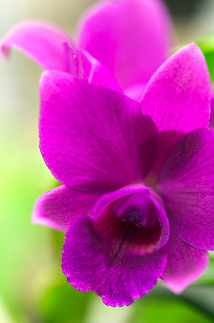 Laeliocattleya orchid