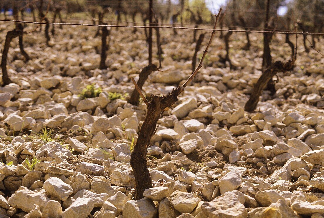 Steine kennzeichnen die Weinregion Chateauneuf-du-Pape, Rhone