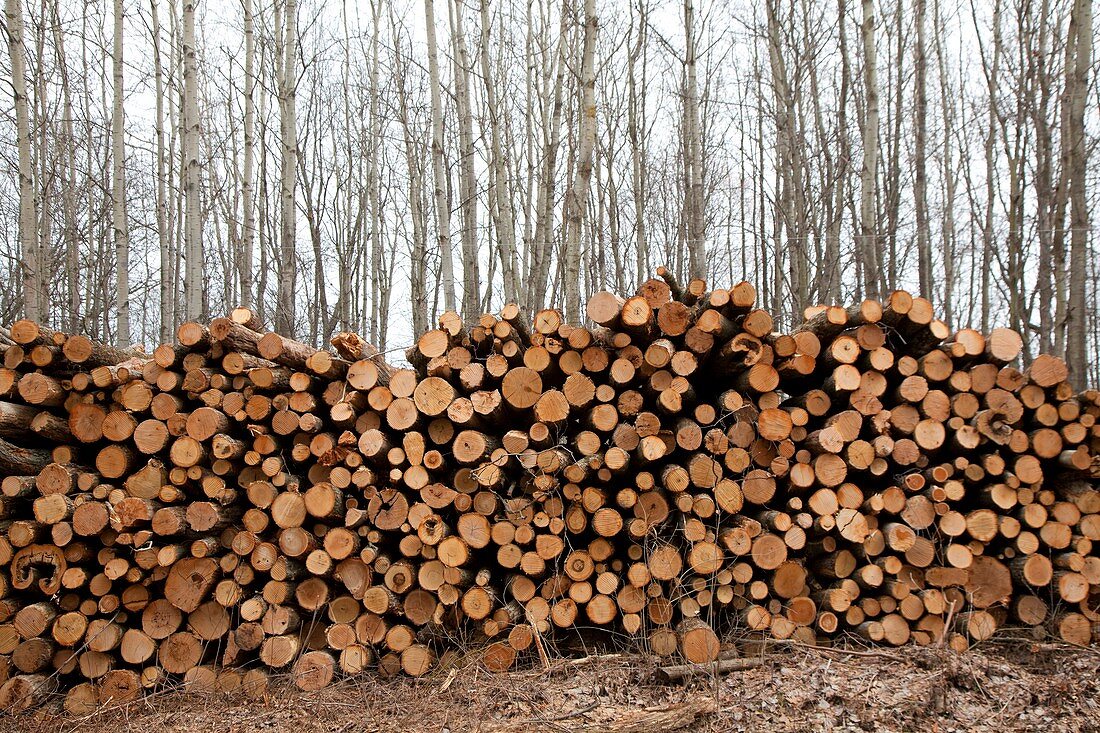 Piles of logs in a forest