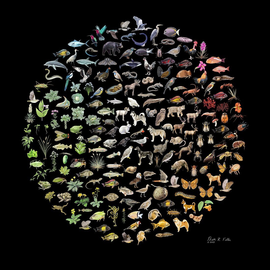 Biodiversity,conceptual illustration