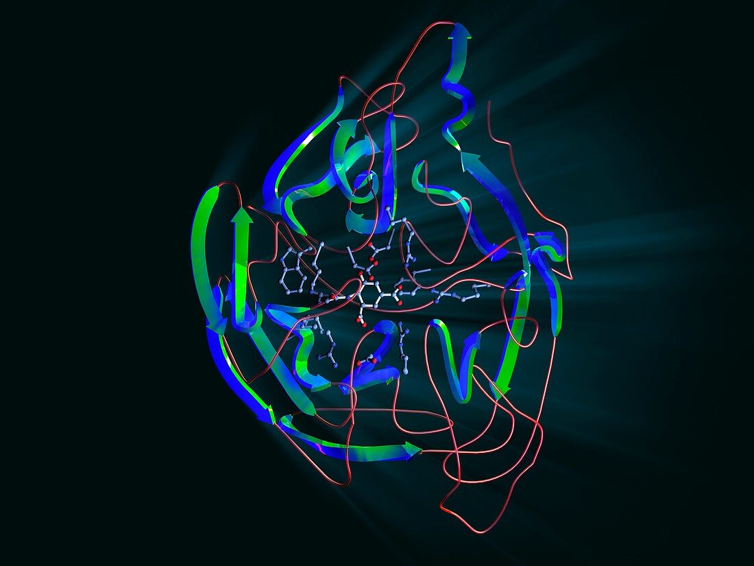 Neuraminidase,molecular model