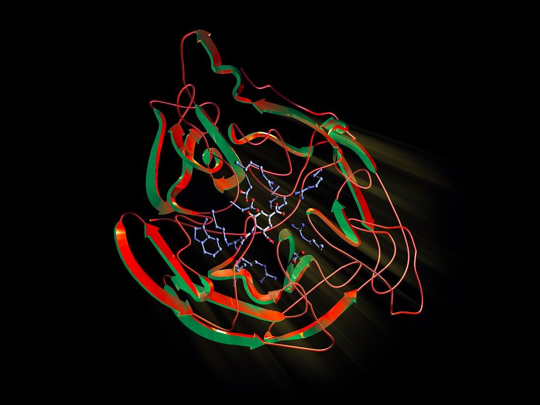 Neuraminidase,molecular model