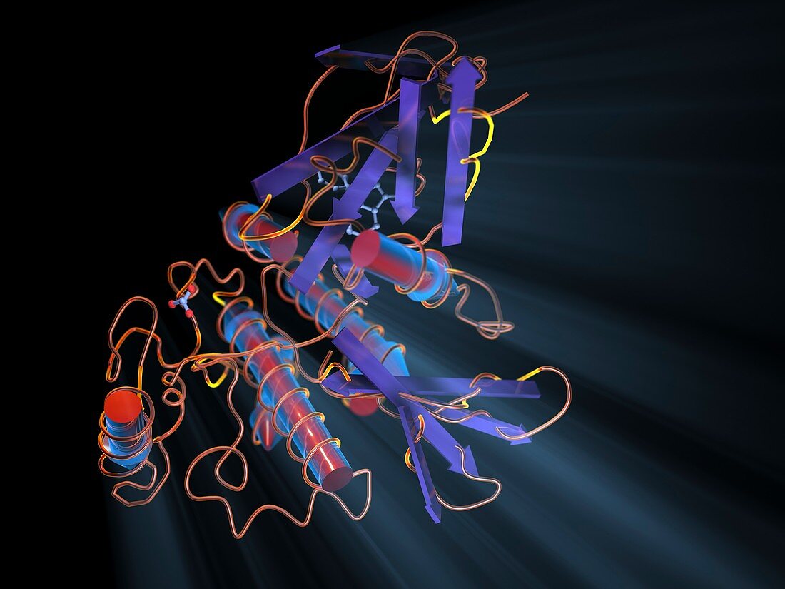 TGF-beta2,molecular model