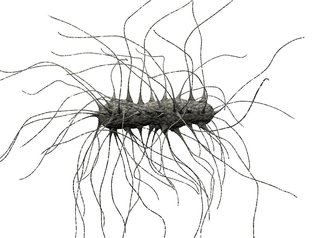 Klebsiella pneumoniae bacteria,artwork
