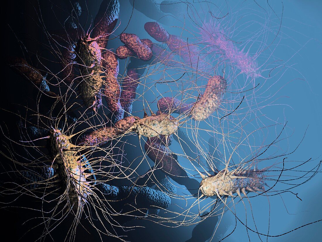 Klebsiella pneumoniae bacteria,artwork