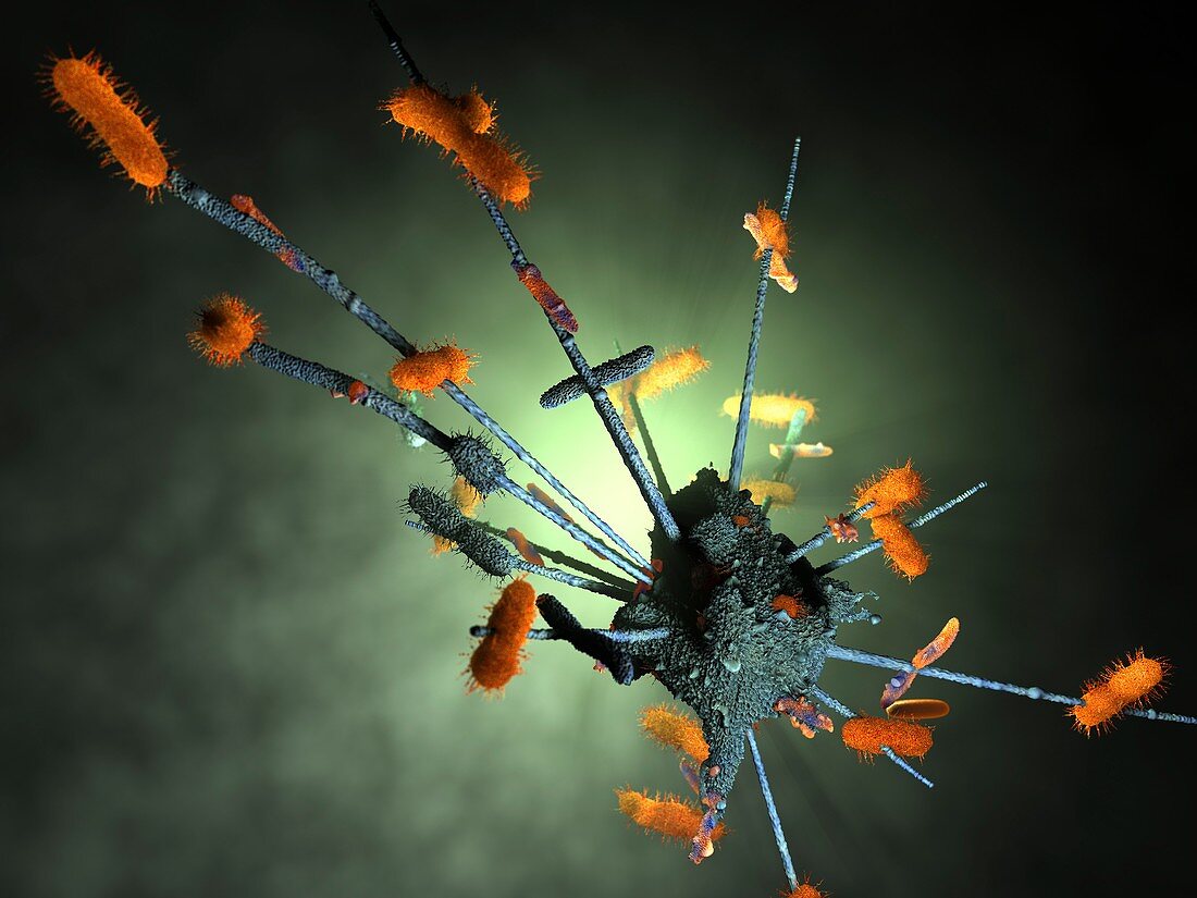 Macrophage engulfing bacteria,artwork