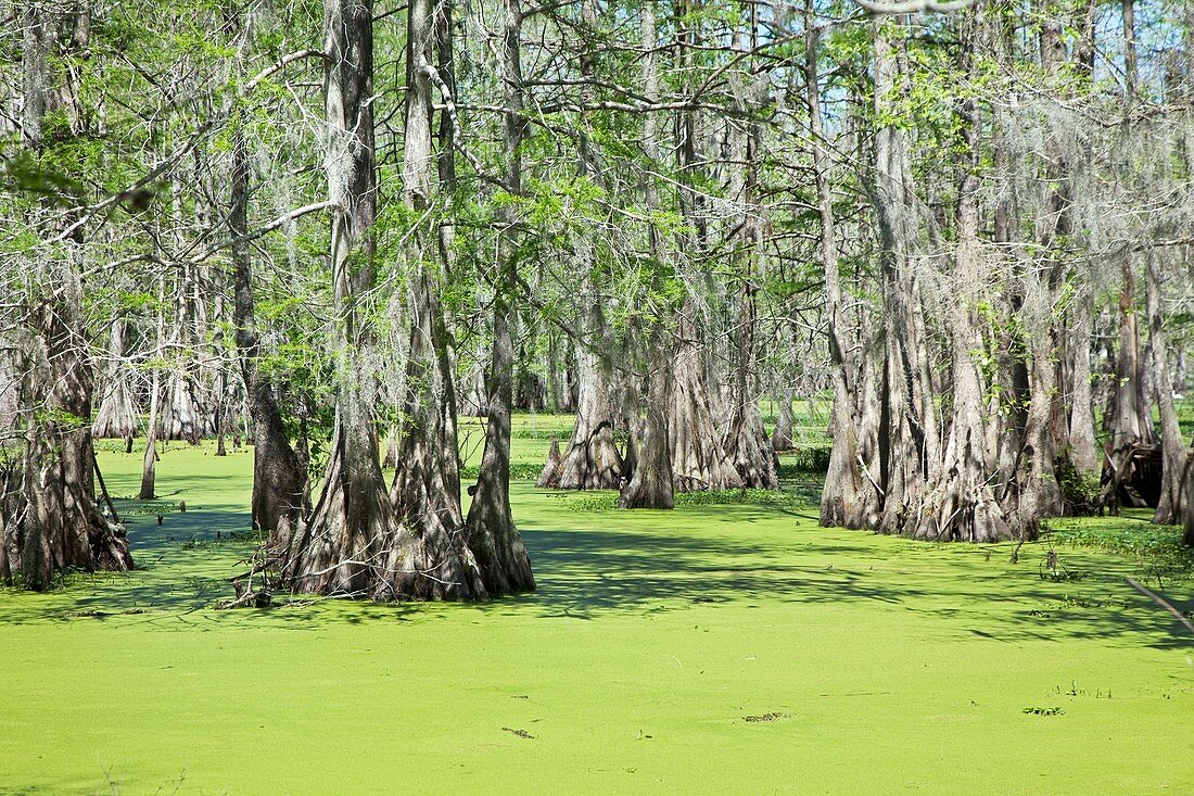 Cypress Island Preserve,Louisiana,USA