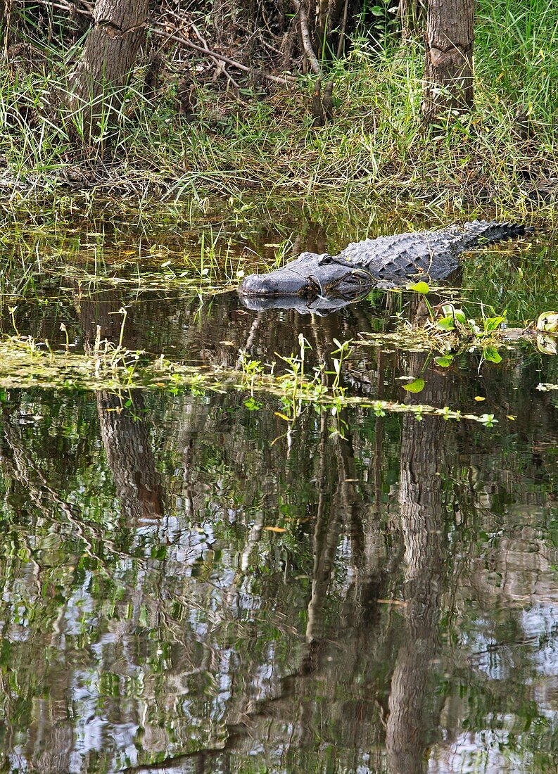 Alligator in swamp,Louisiana,USA