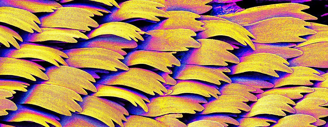 Swallowtail butterfly wing scales,SEM