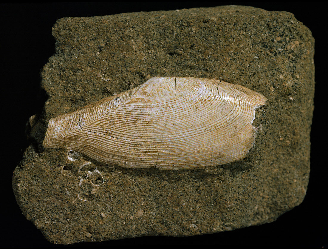Fossilised Tellinella rostralis bivalve