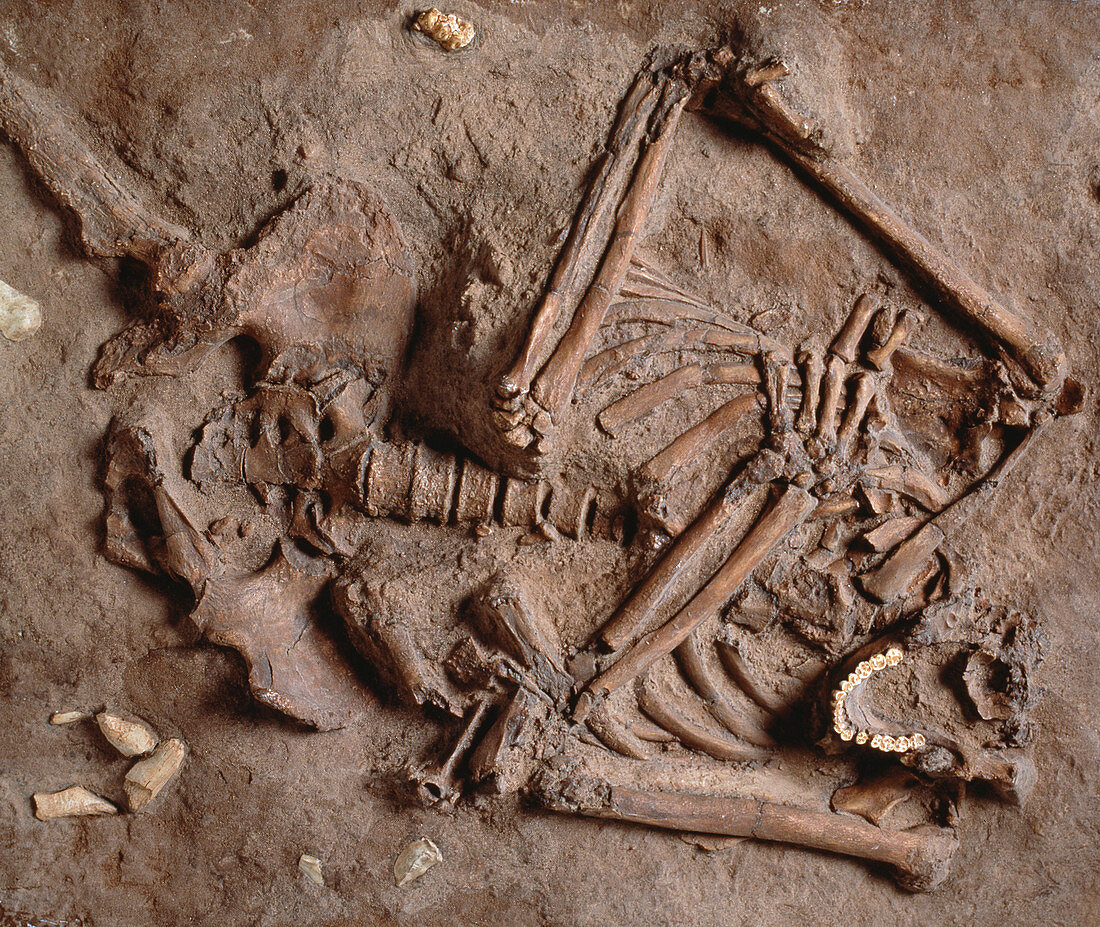 Homo neanderthalensis Kebarah burial site