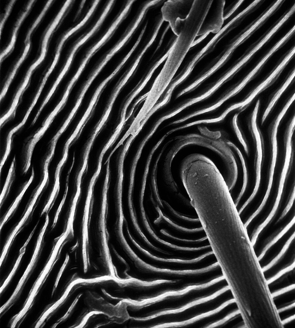 Spider trichobothrium hair,SEM