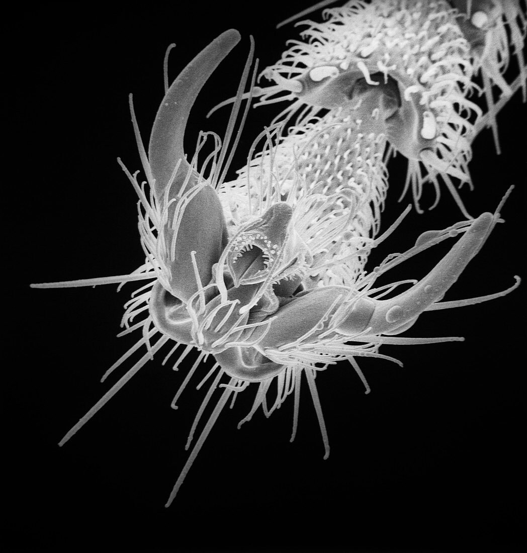 Black garden ant,SEM