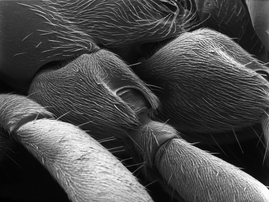 Black garden ant,SEM