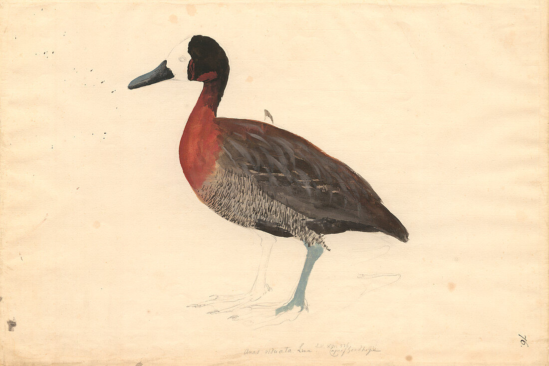 Whistling duck,illustration