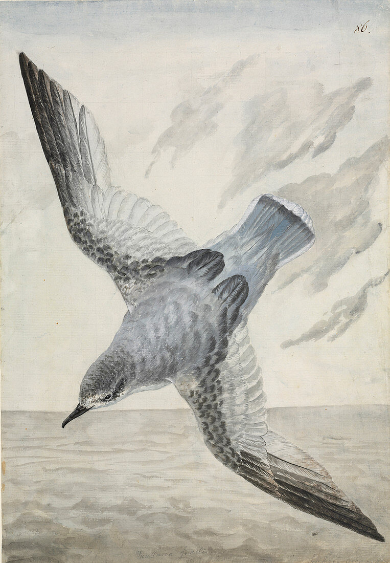 Blue petrel,illustration