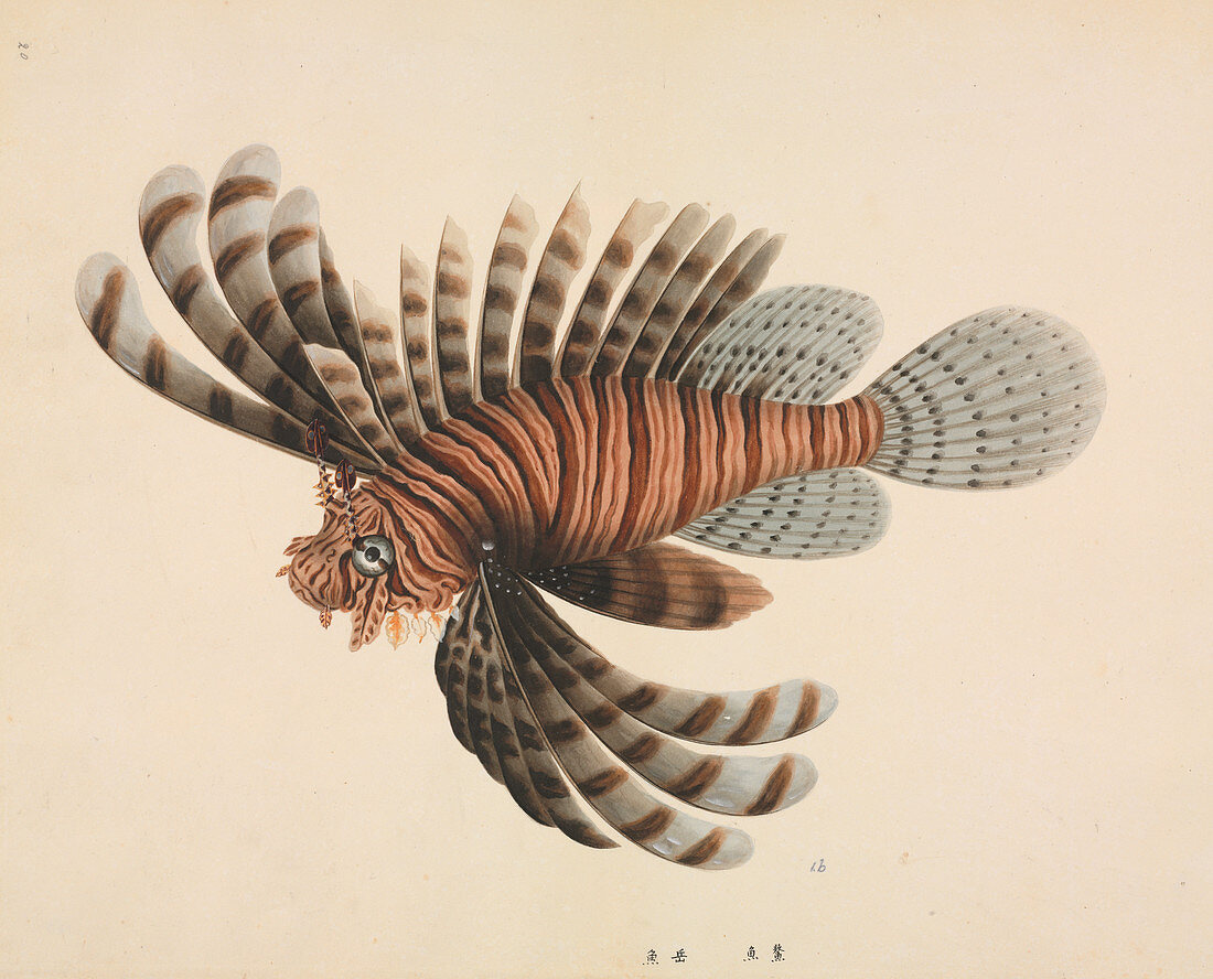 Red lionfish,illustration