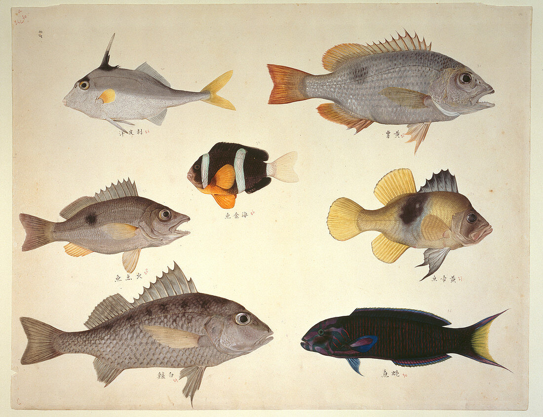 Plate 114: John Reeves Collection