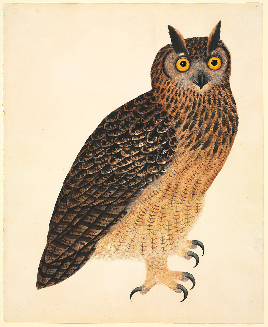 Eurasian eagle-owl,illustration