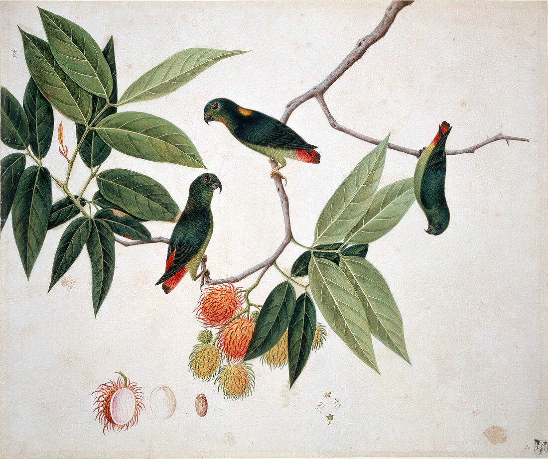 Hanging parrot,illustration
