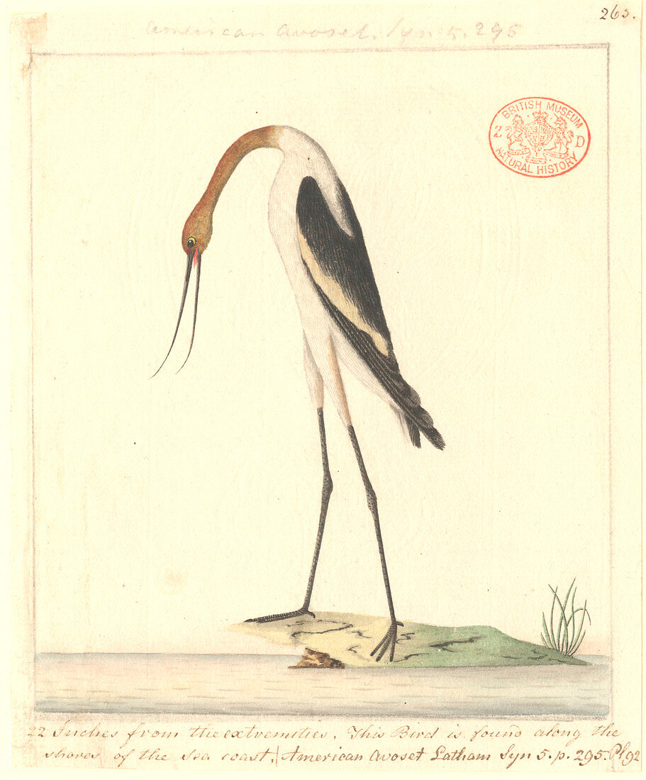 Red-necked avocet,illustration