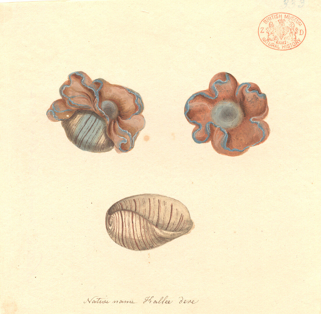 Rose-petal bubble shell,illustration