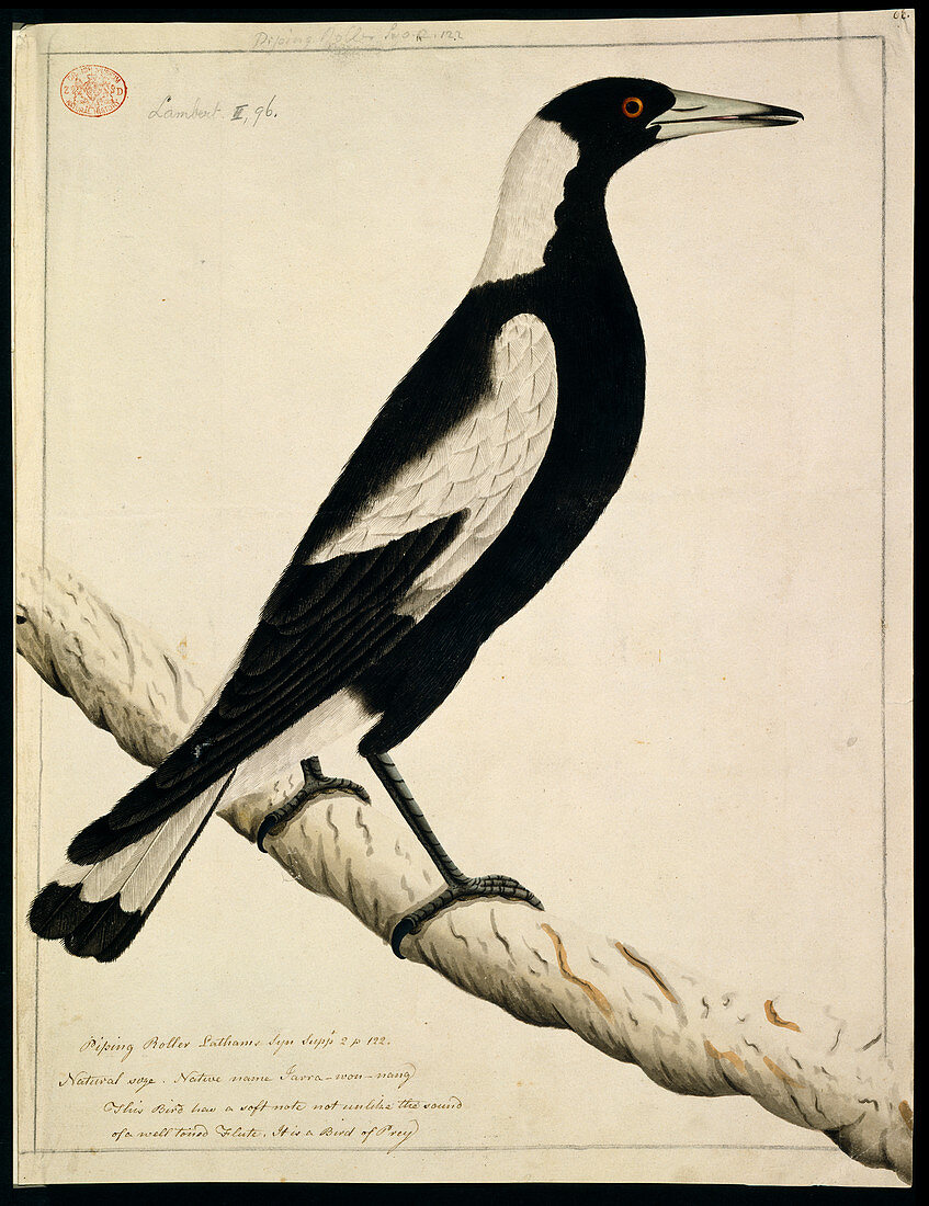 Australian magpie,illustration