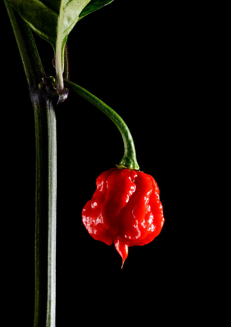 Carolina Reaper chilli pepper