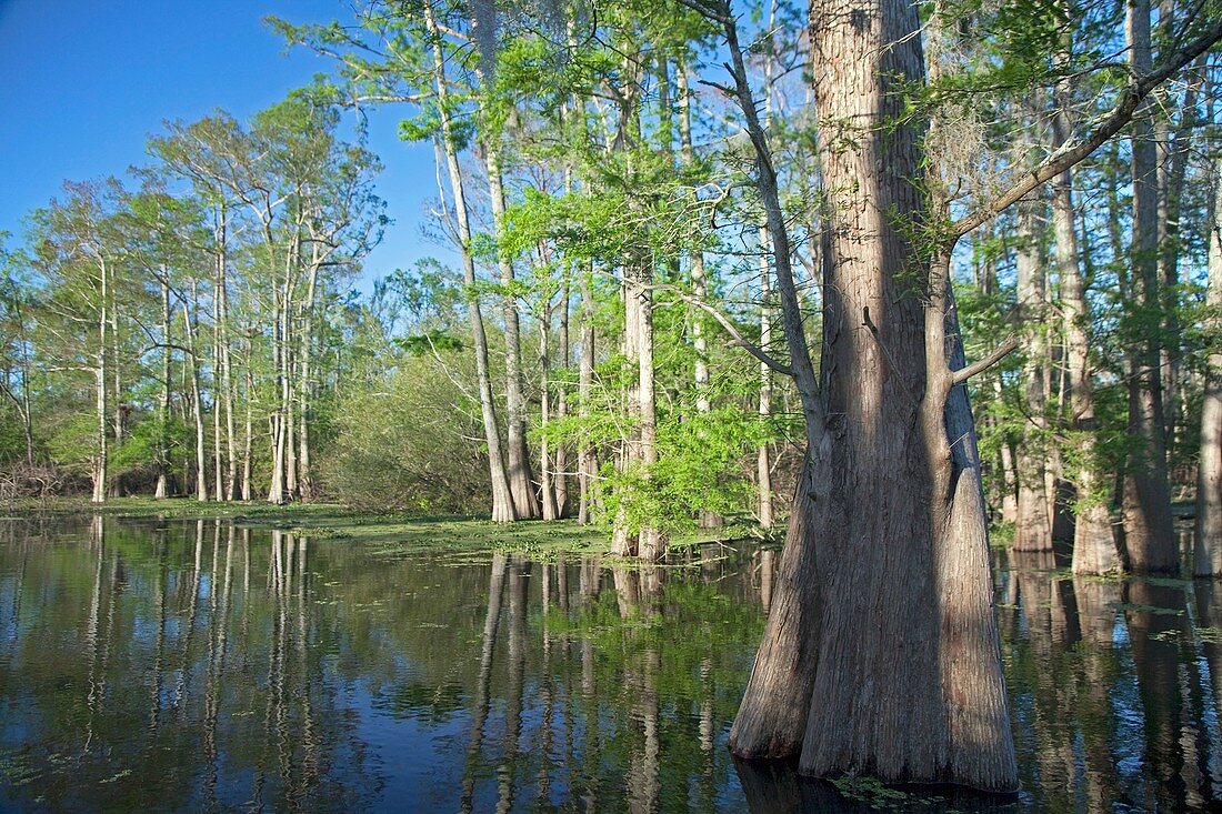 Cypress-tupelo forest,Louisiana,USA