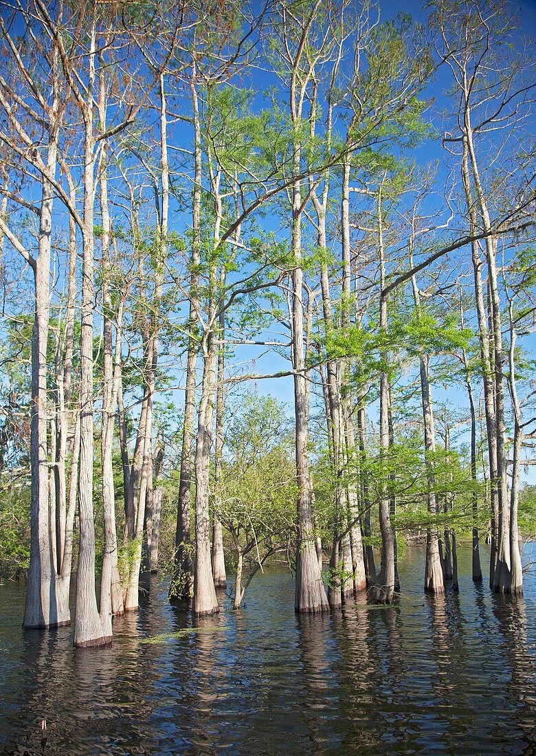 Cypress-tupelo forest,Louisiana,USA
