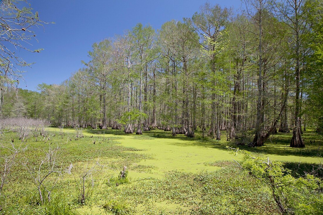 Cypress Island Preserve,Louisiana,USA