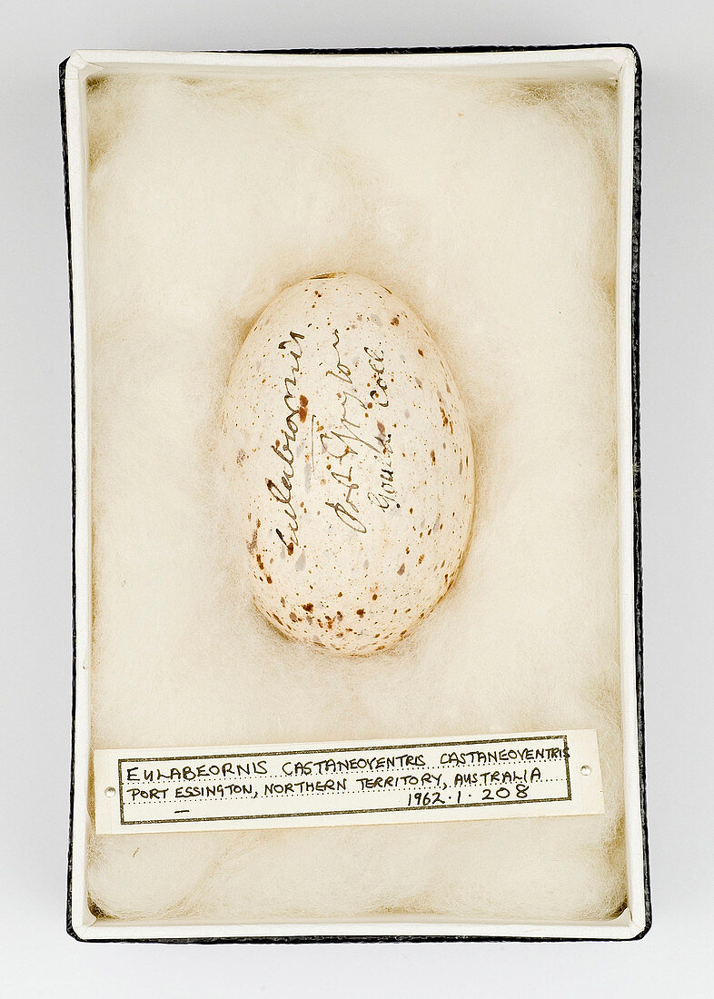Eulabeornis castaneoventris egg